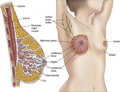 Diagram of Women's Breast