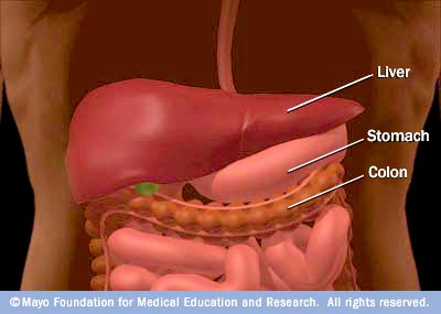 Illustration showing the liver, located above the stomach